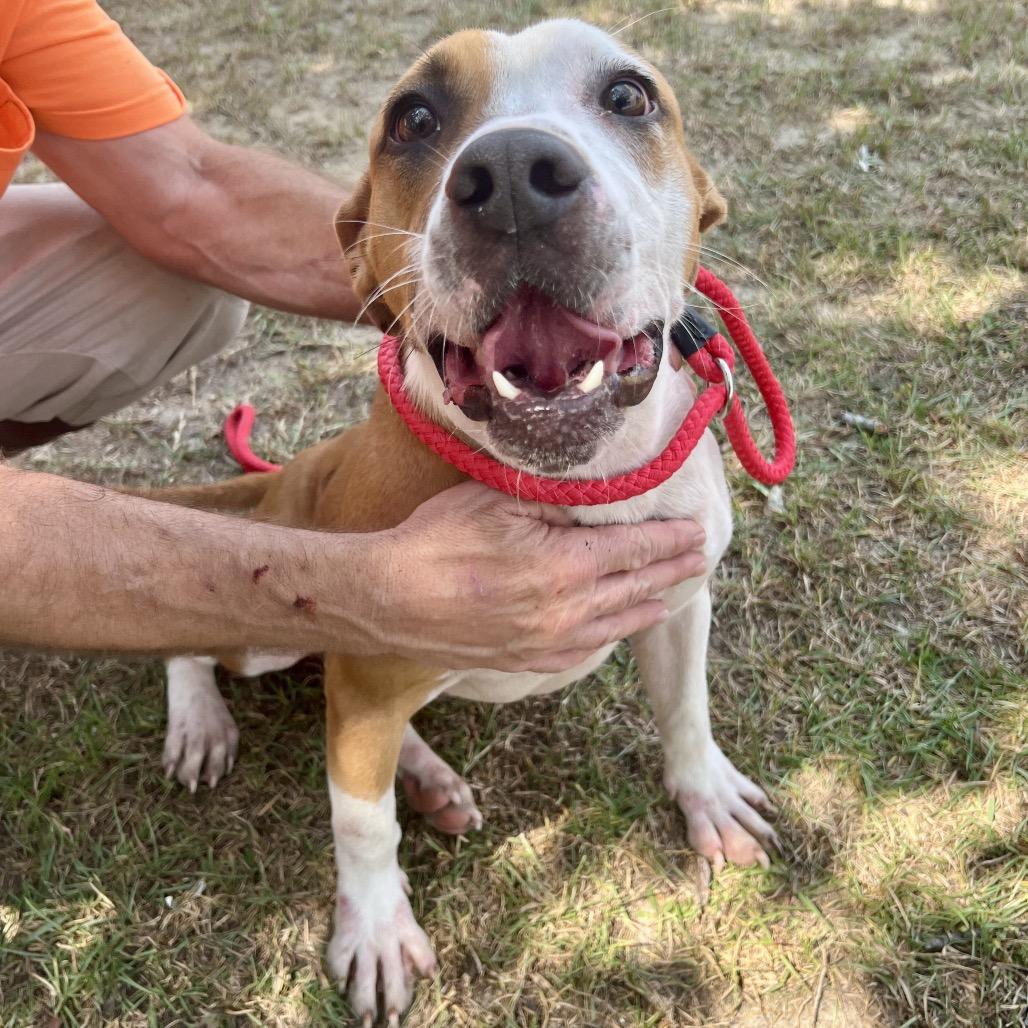 Enlarge Clint Black, a Adoptable Mixed Breed in Sylvania, GA image 2/4