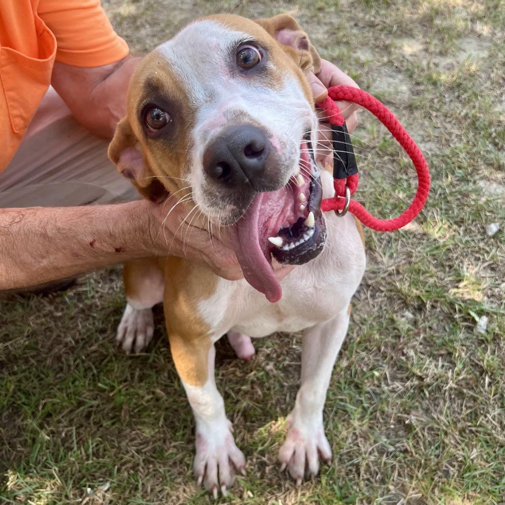 Enlarge Clint Black, a Adoptable Mixed Breed in Sylvania, GA image 3/4