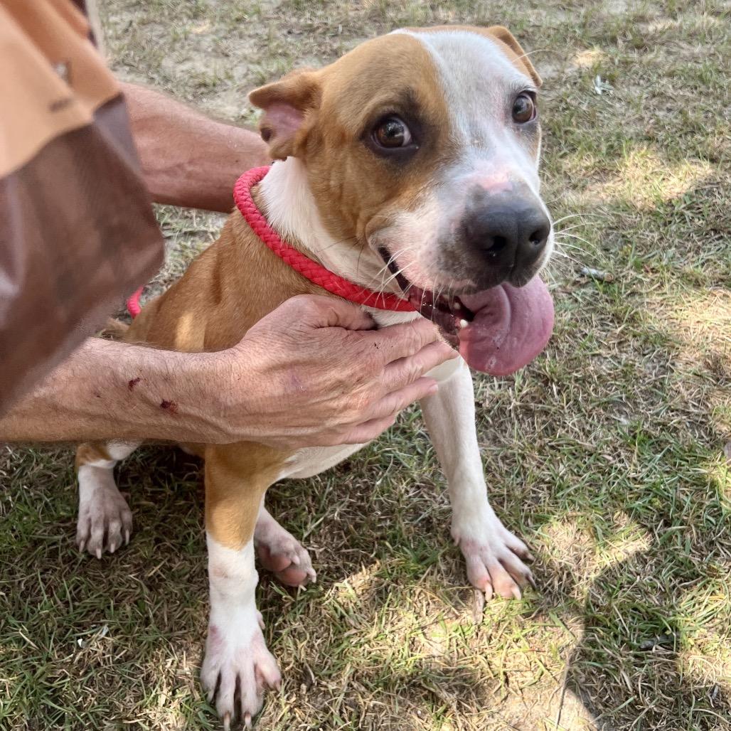 Enlarge Clint Black, a Adoptable Mixed Breed in Sylvania, GA image 4/4