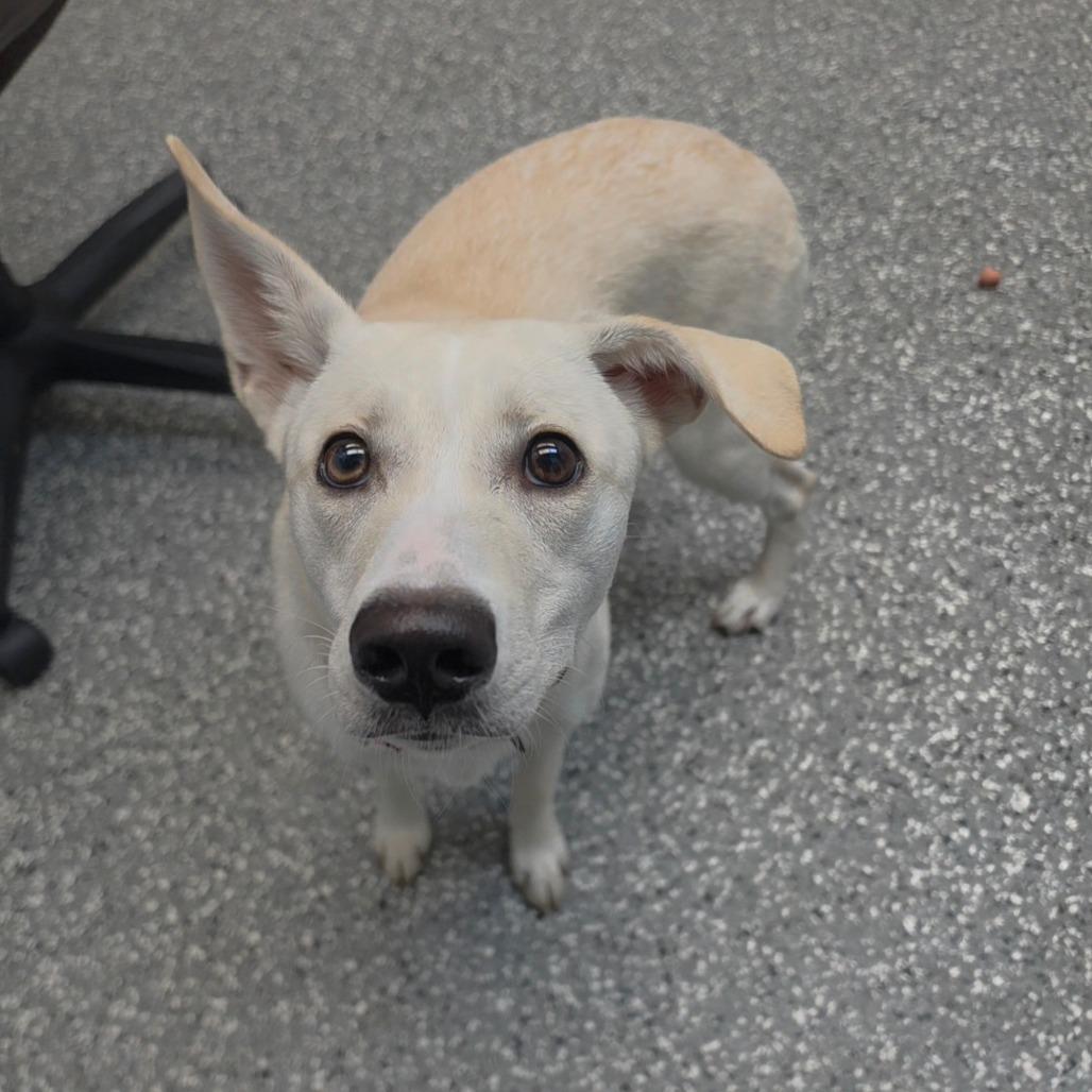 McDouble, Adoptable, Young Female Husky & Mixed Breed.