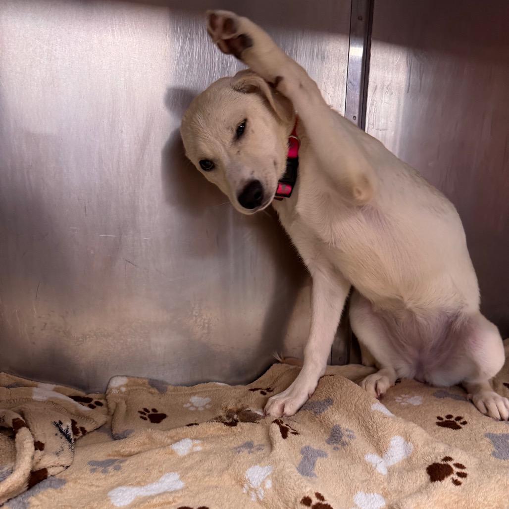 Enlarge McDouble, a Adoptable mixed breed in Parkersburg, WV image 2/5