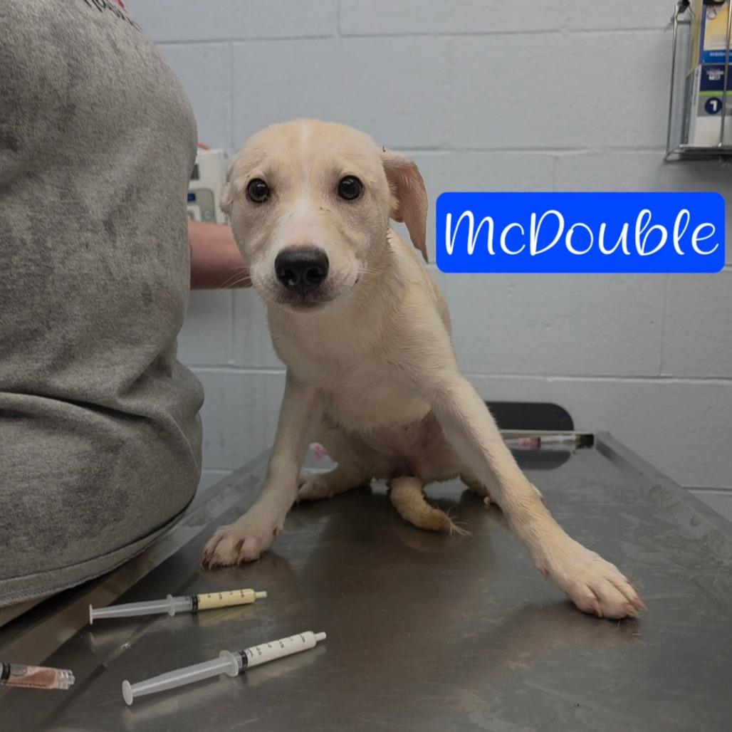 Enlarge McDouble, a Adoptable mixed breed in Parkersburg, WV image 3/5
