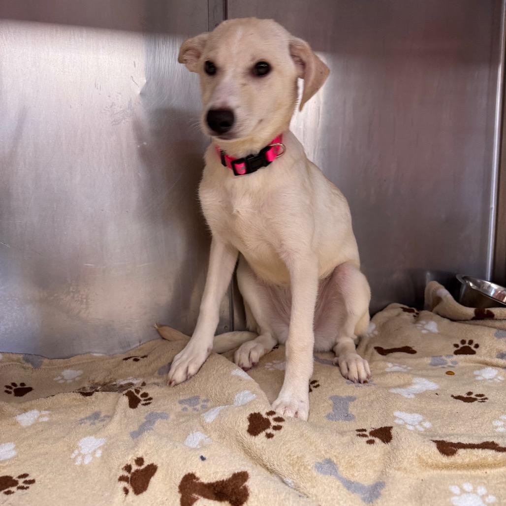 Enlarge McDouble, a Adoptable mixed breed in Parkersburg, WV image 4/5