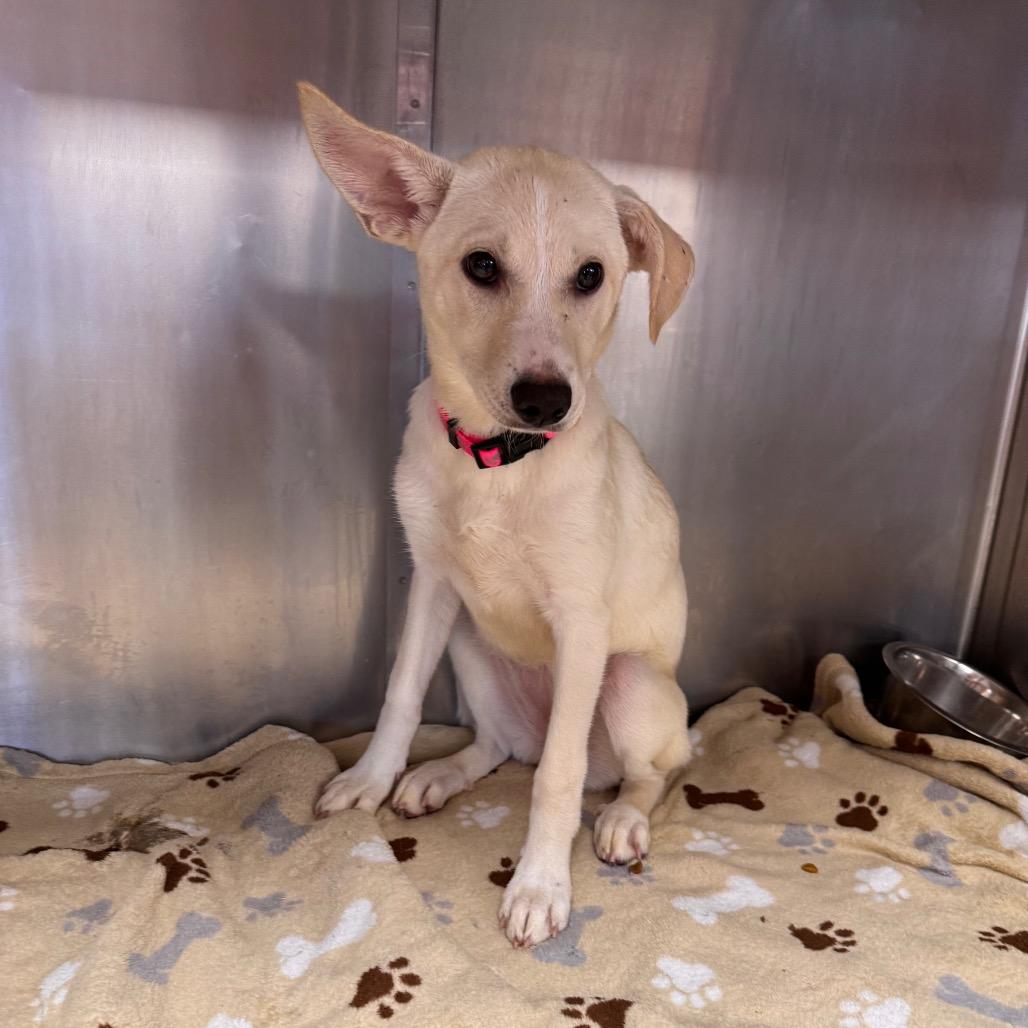 Enlarge McDouble, a Adoptable mixed breed in Parkersburg, WV image 5/5