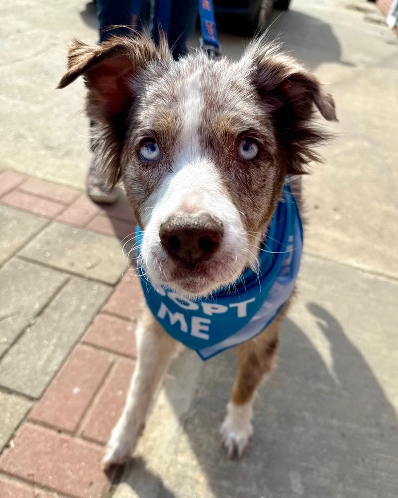 Bella Mae, Adoptable, Senior Female Australian Shepherd.