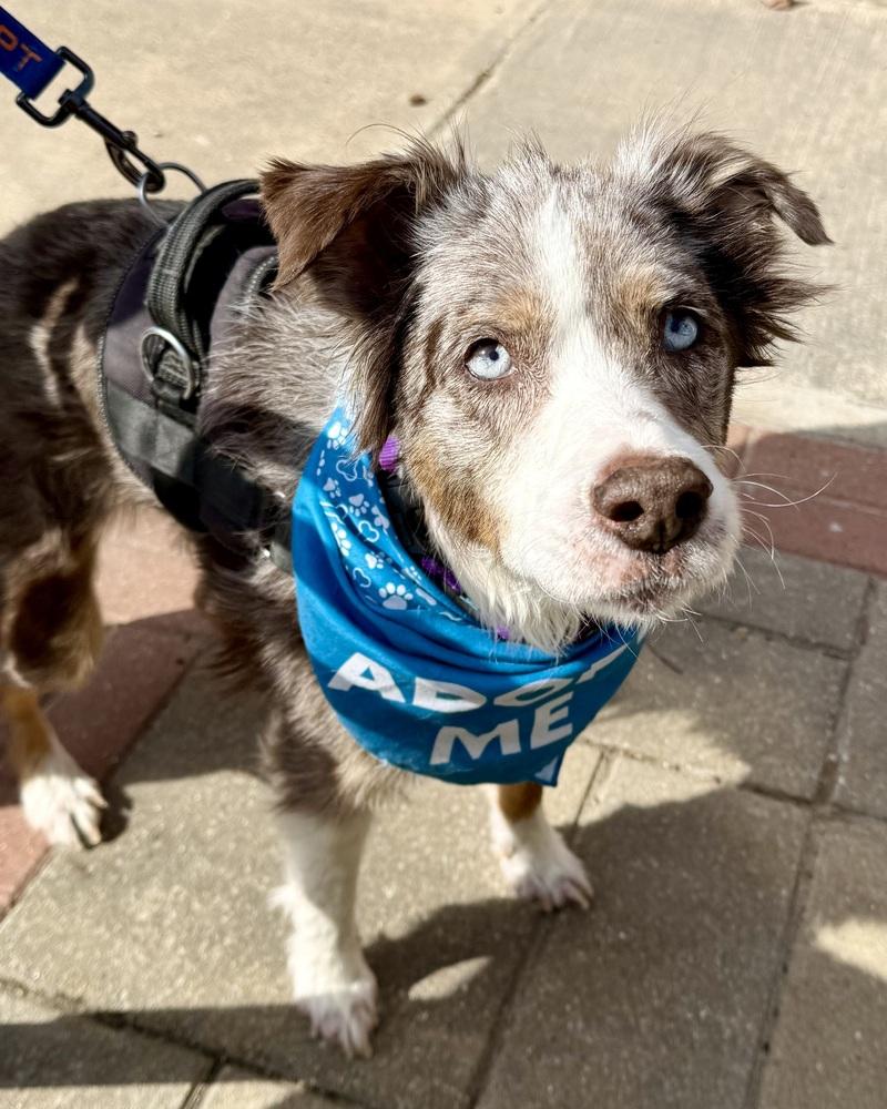 Bella Mae, a Adoptable Australian Shepherd in Troy, IL image 2/6