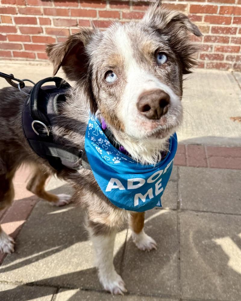 Bella Mae, a Adoptable Australian Shepherd in Troy, IL image 3/6