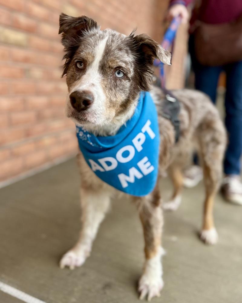 Bella Mae, a Adoptable Australian Shepherd in Troy, IL image 4/6