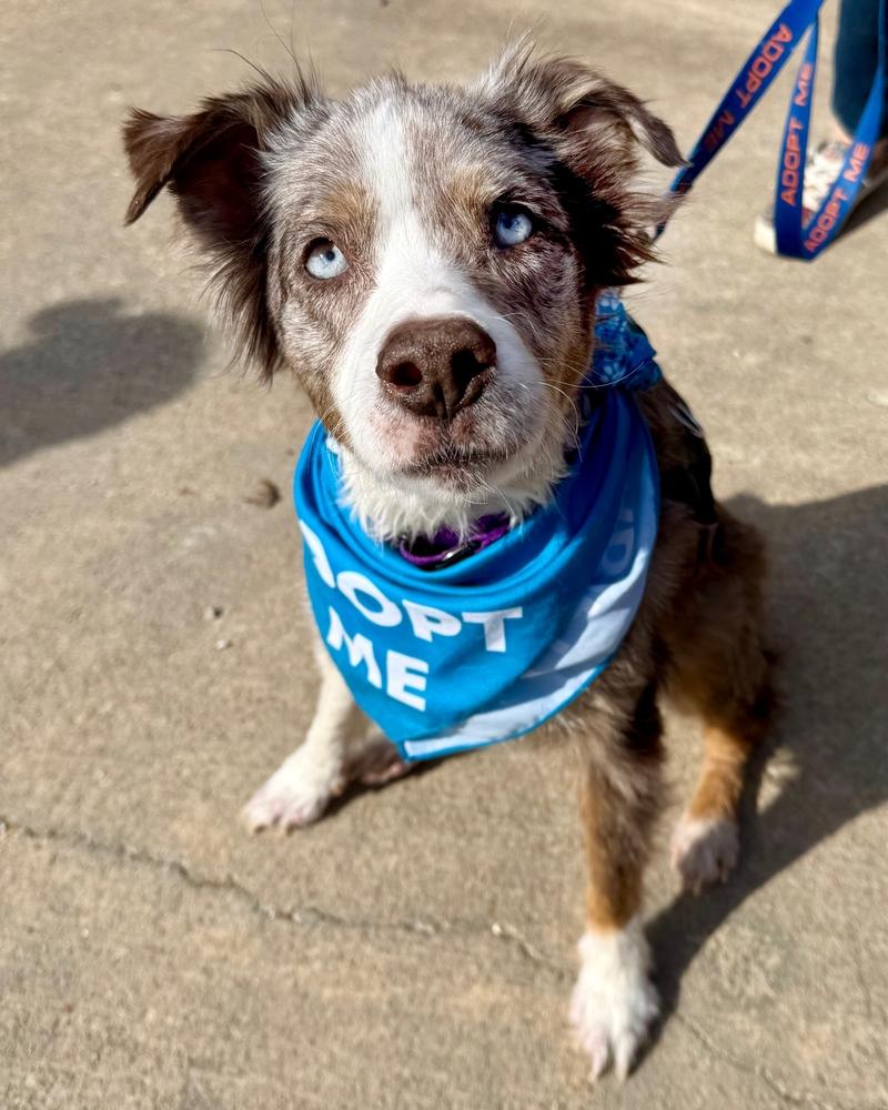 Bella Mae, a Adoptable Australian Shepherd in Troy, IL image 5/6