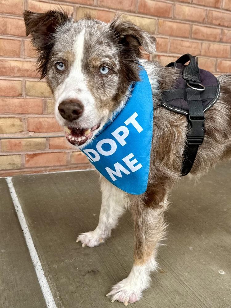 Bella Mae, a Adoptable Australian Shepherd in Troy, IL image 6/6