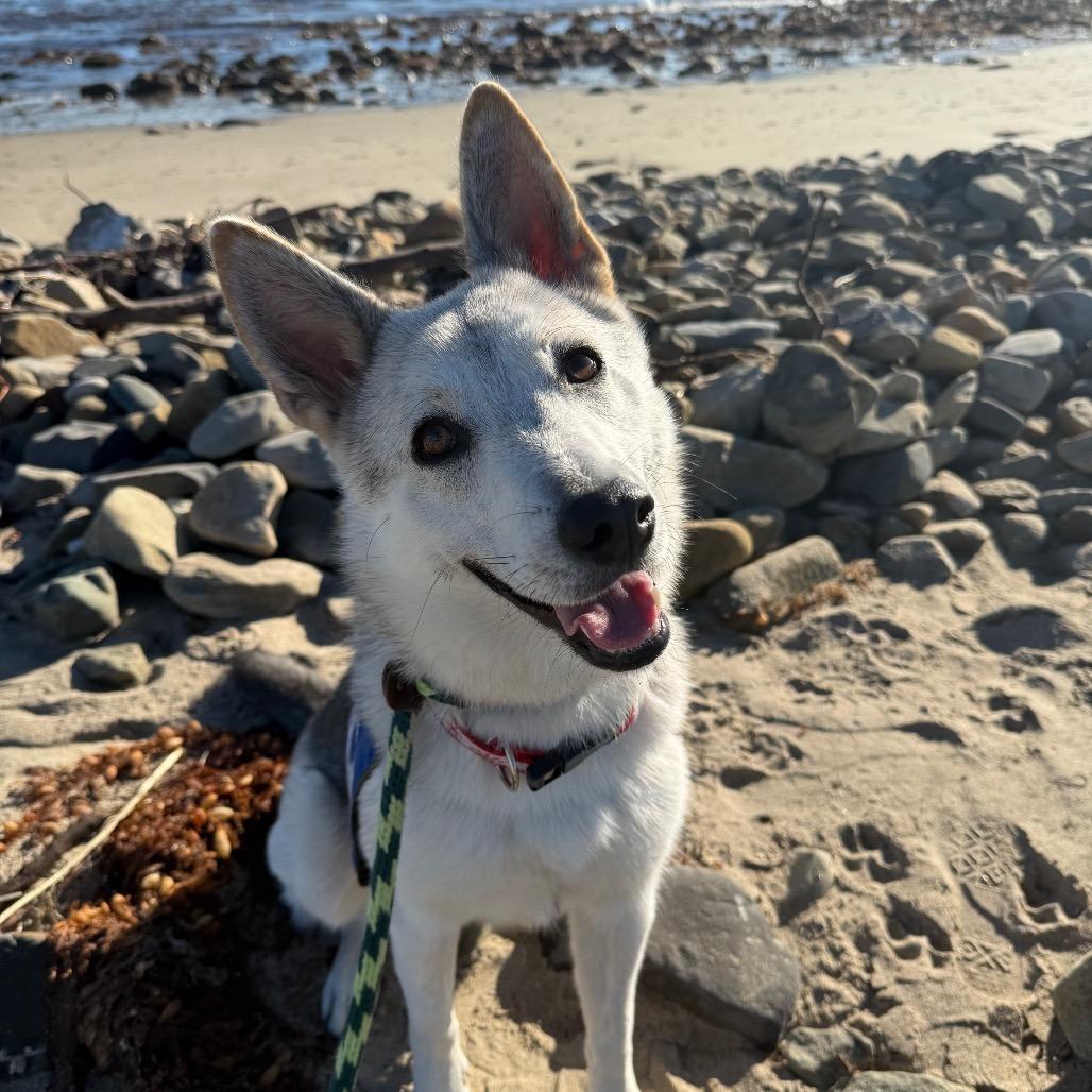 Gigi, Adoptable, Adult Female Husky.