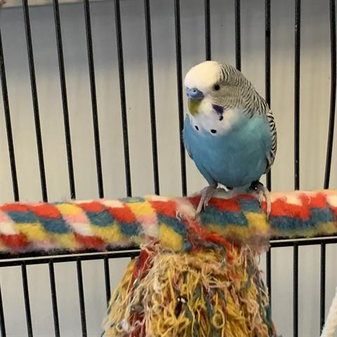 Enlarge CUTIE, a Adoptable Parakeet (Other) in Boston, MA image 1/1