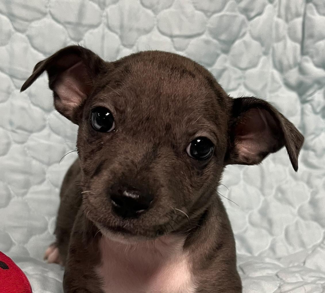 Dorrie Dachshund Dog
