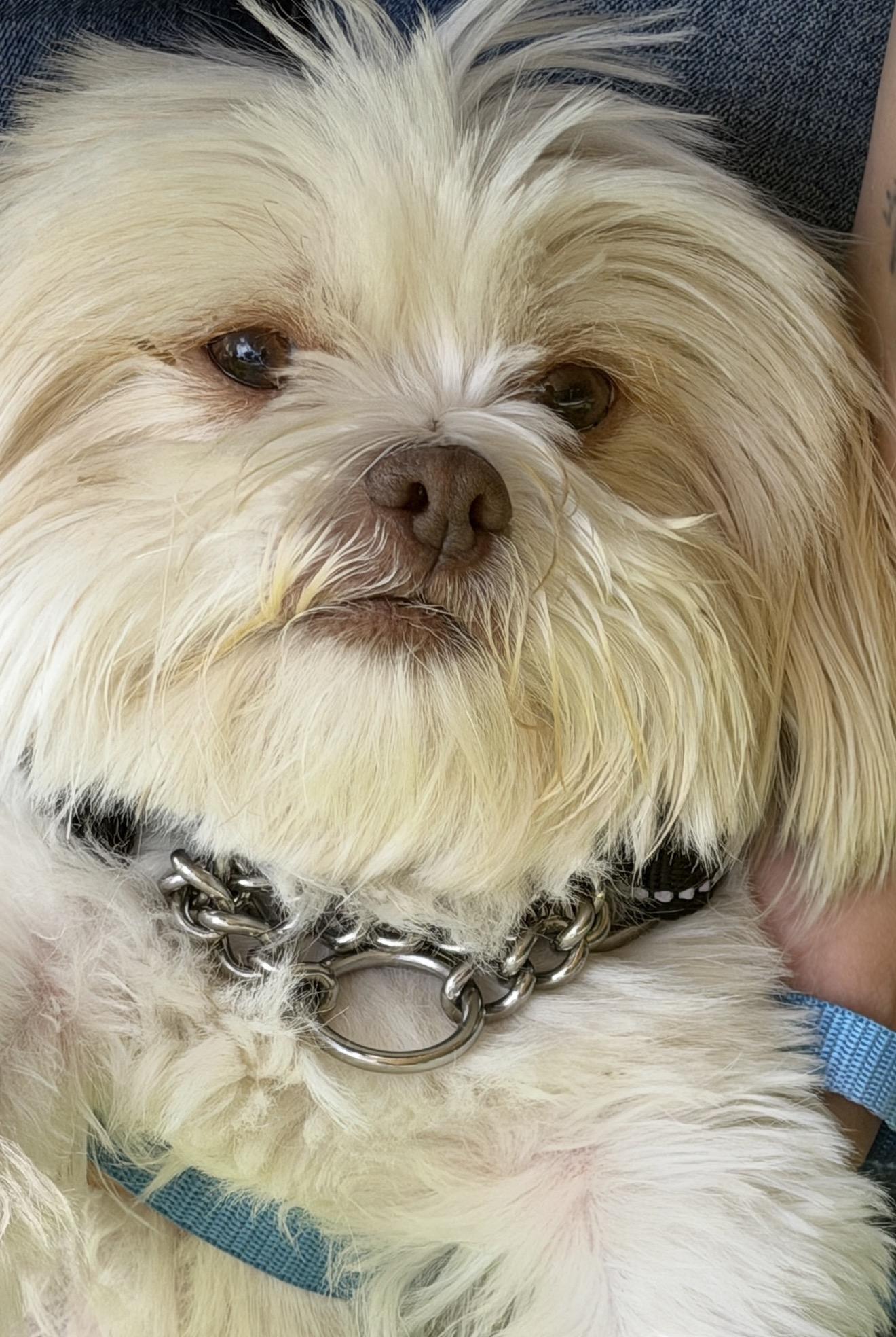 Enlarge Nina, a Adoptable Shih Tzu in Beaverton, OR image 2/4
