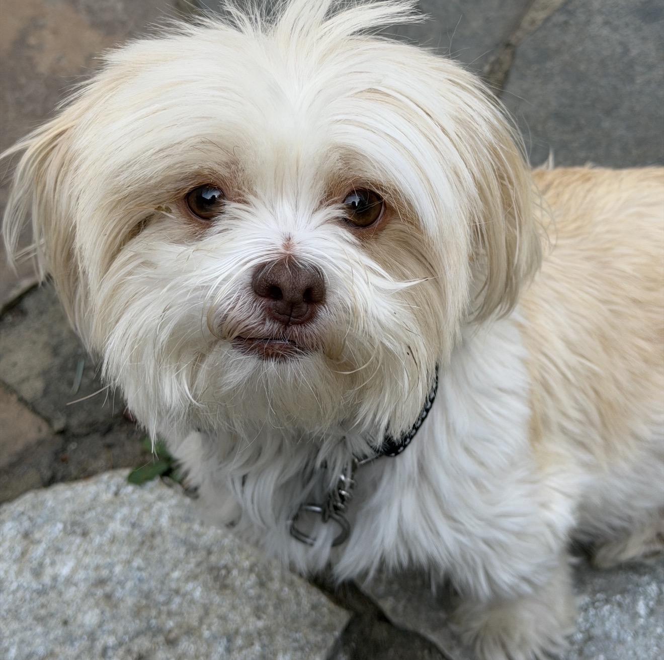 Enlarge Nina, a Adoptable Shih Tzu in Beaverton, OR image 4/4