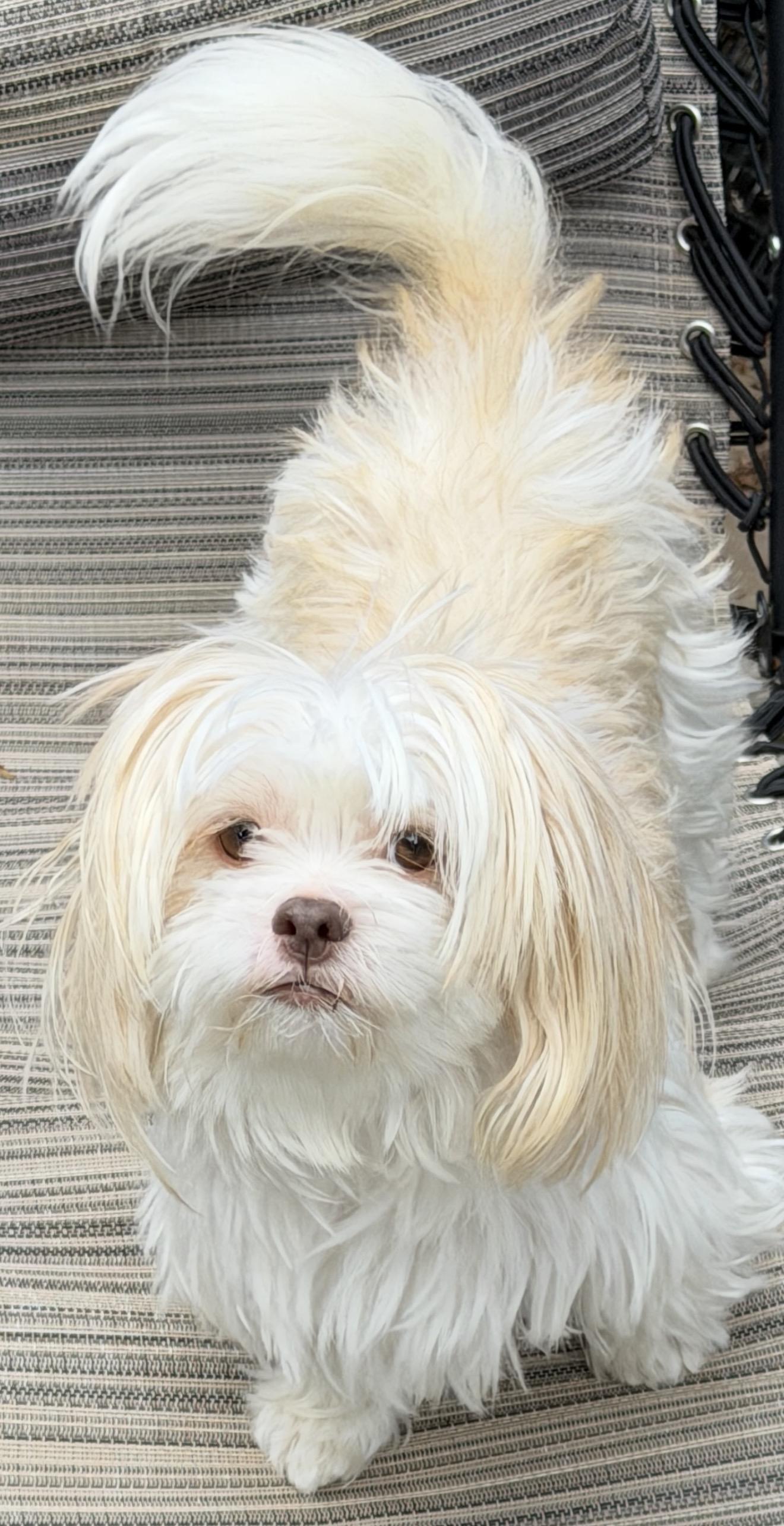 Nina, Adoptable, Young Female Shih Tzu.