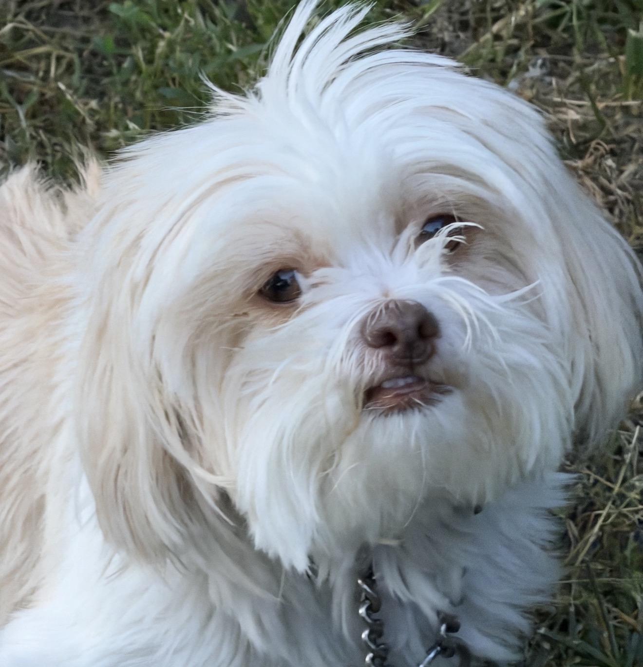 Enlarge Nina, a Adoptable Shih Tzu in Beaverton, OR image 3/4
