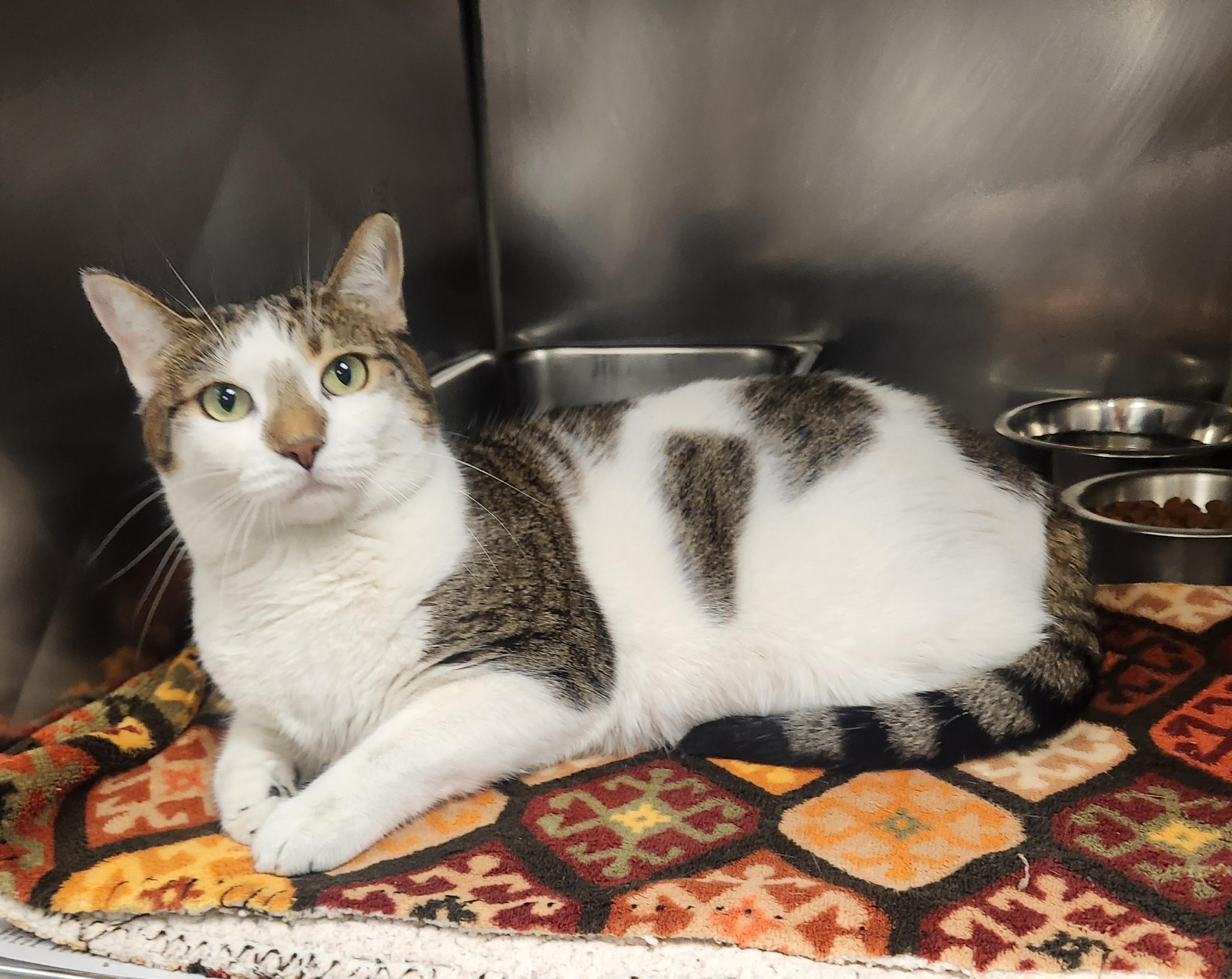 Enlarge Honey, a Adoptable Domestic Short Hair in Clayton, NJ image 1/1