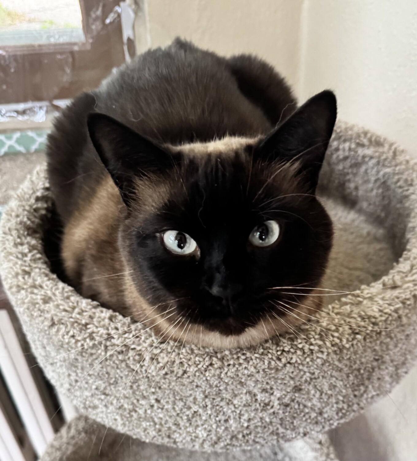 Enlarge TAHITI, a Adopted Siamese in Minneapolis, MN image 3/4