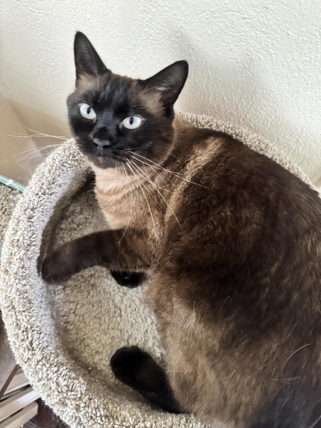 Enlarge TAHITI, a Adopted Siamese in Minneapolis, MN image 2/4
