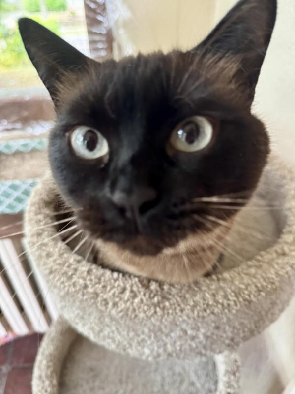 Enlarge TAHITI, a Adopted Siamese in Minneapolis, MN image 4/4