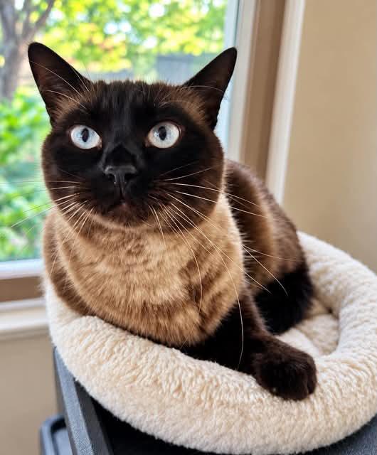 TAHITI, Adopted, Adult Female Siamese.
