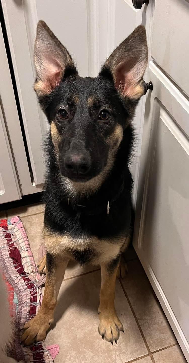 Enlarge Karma, a Adoptable German Shepherd Dog in Glenmoore, PA image 1/3