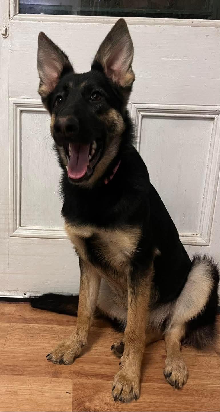 Enlarge Karma, a Adoptable German Shepherd Dog in Glenmoore, PA image 2/3