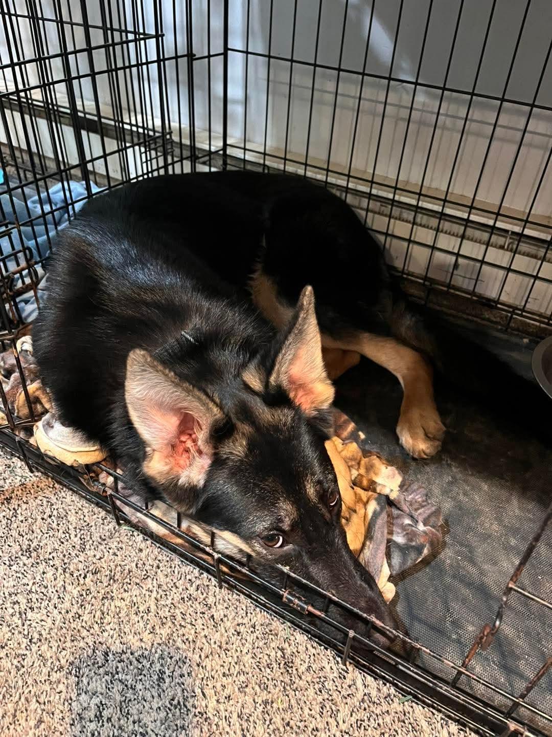 Enlarge Karma, a Adoptable German Shepherd Dog in Glenmoore, PA image 3/3