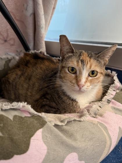 Camilla, Adoptable, Adult Female Domestic Short Hair & Domestic Short Hair.