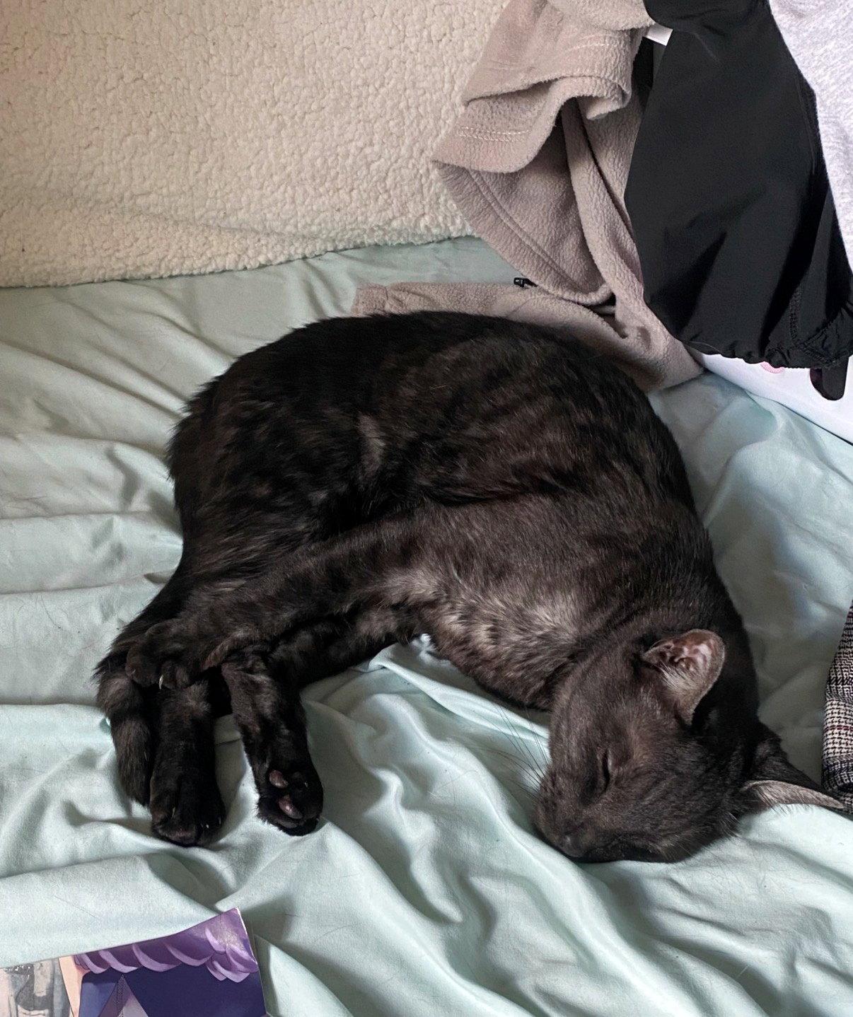 MOCHI #2022 - Offered by Owner - Solo Pet, Adoptable, Adult Male Domestic Short Hair.
