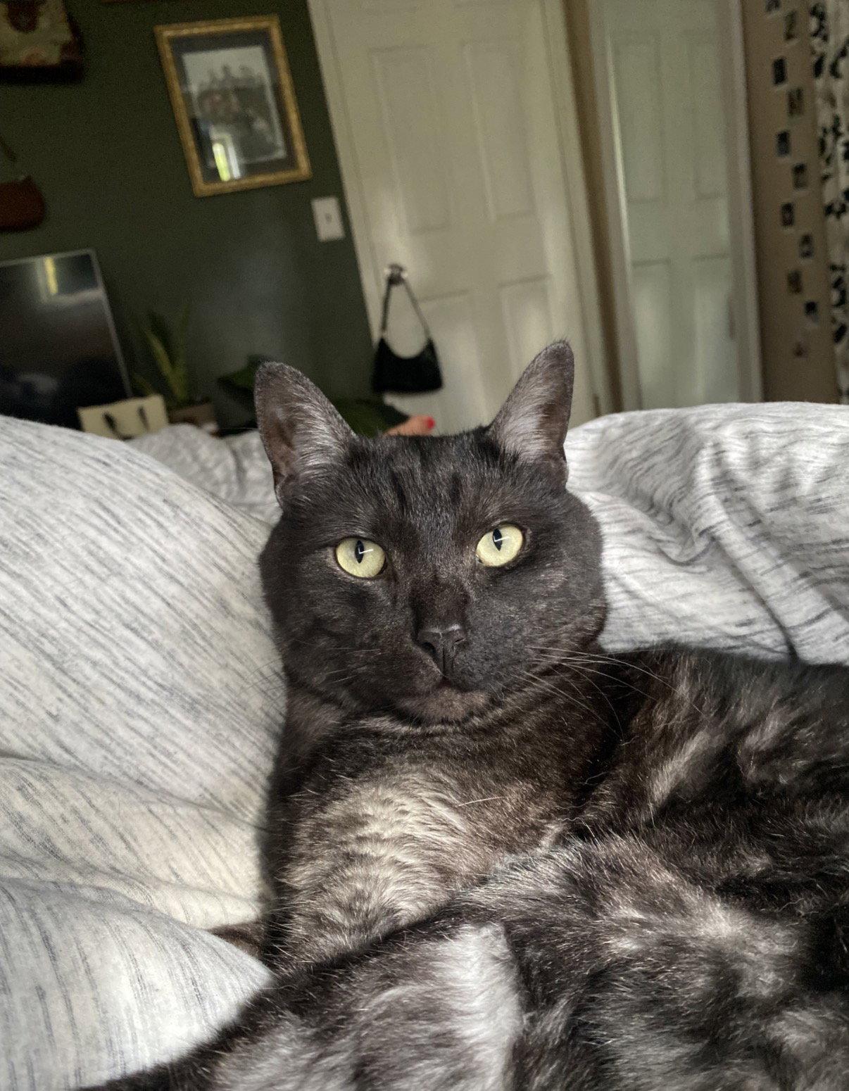 Enlarge MOCHI #2022 - Offered by Owner - Solo Pet, a Adoptable Domestic Short Hair in Hillsboro, OR image 2/3