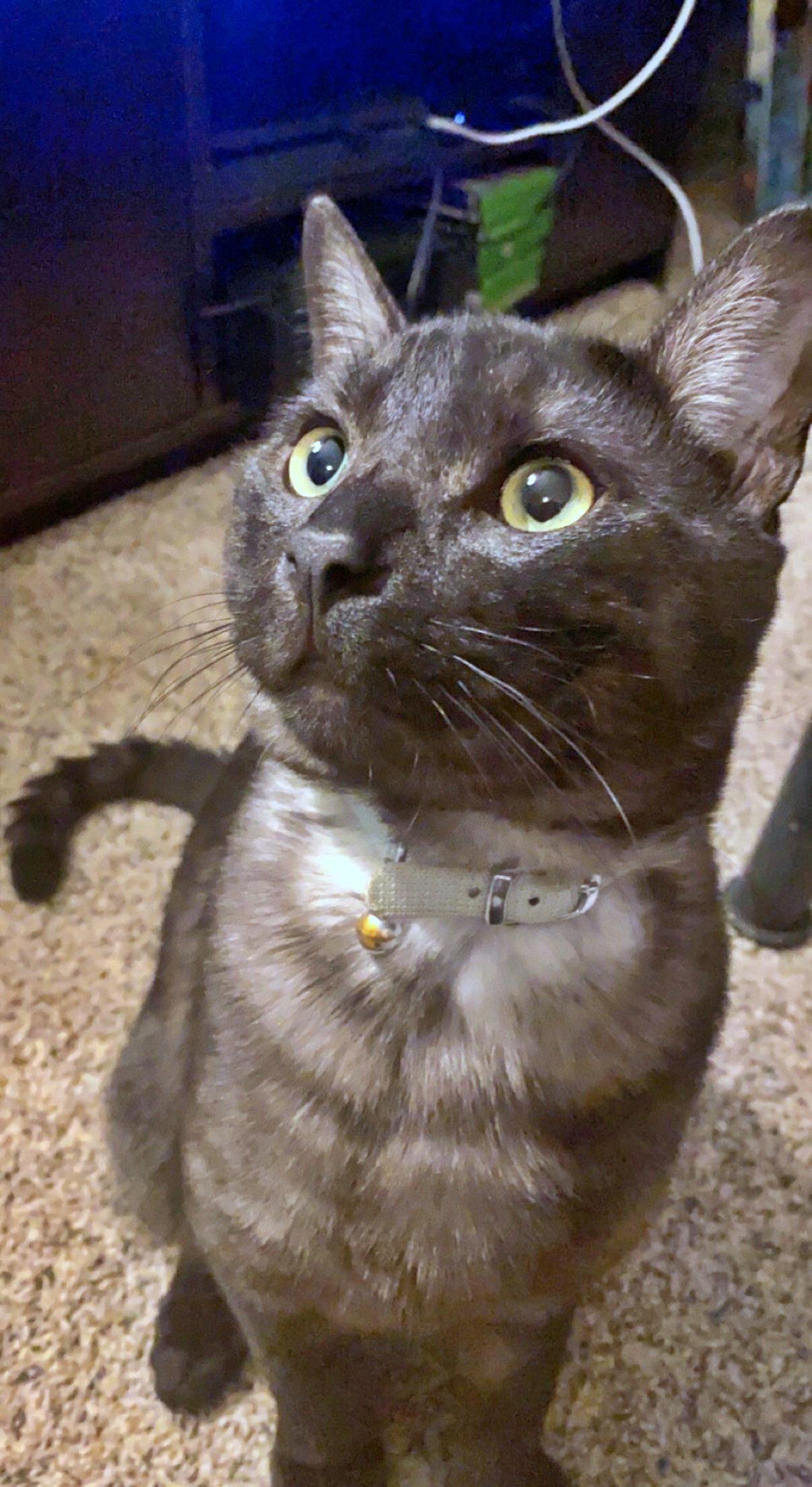 Enlarge MOCHI #2022 - Offered by Owner - Solo Pet, a Adoptable Domestic Short Hair in Hillsboro, OR image 3/3