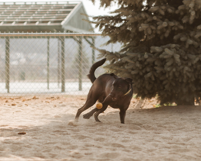 Bobo, a Adoptable Black Labrador Retriever in Lake Arrowhead, CA image 6/6