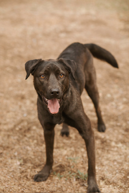 Bobo, a Adoptable Black Labrador Retriever in Lake Arrowhead, CA image 3/6