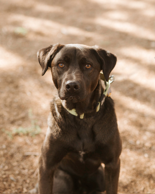 Bobo, a Adoptable Black Labrador Retriever in Lake Arrowhead, CA image 4/6