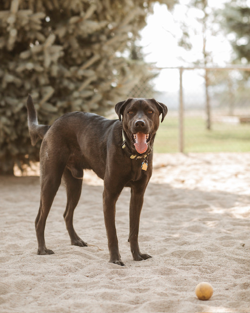 Bobo, a Adoptable Black Labrador Retriever in Lake Arrowhead, CA image 1/6