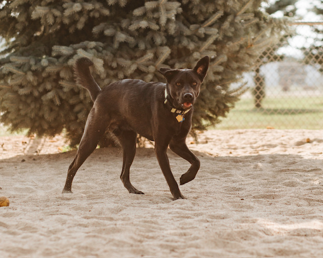 Bobo, a Adoptable Black Labrador Retriever in Lake Arrowhead, CA image 2/6