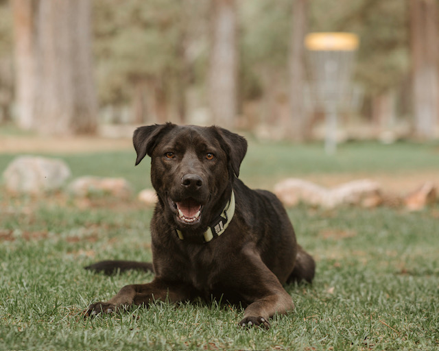 Bobo, a Adoptable Black Labrador Retriever in Lake Arrowhead, CA image 5/6