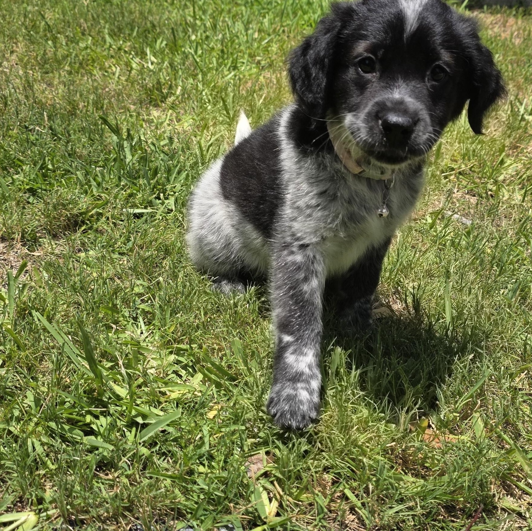 Enlarge Nyx, an adopted mixed breed in Dallas, TX image 3/6