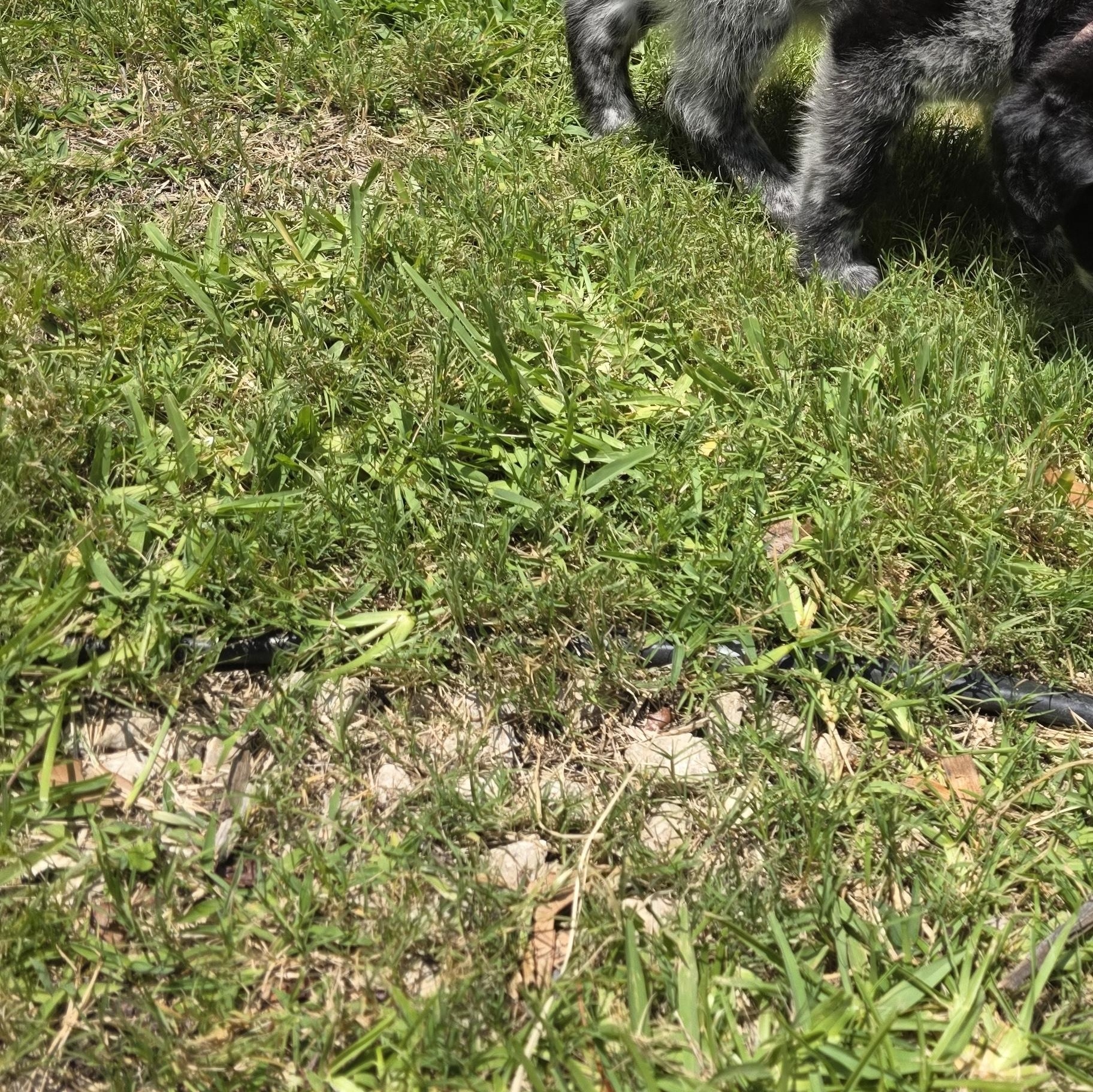 Enlarge Nyx, an adopted mixed breed in Dallas, TX image 4/6