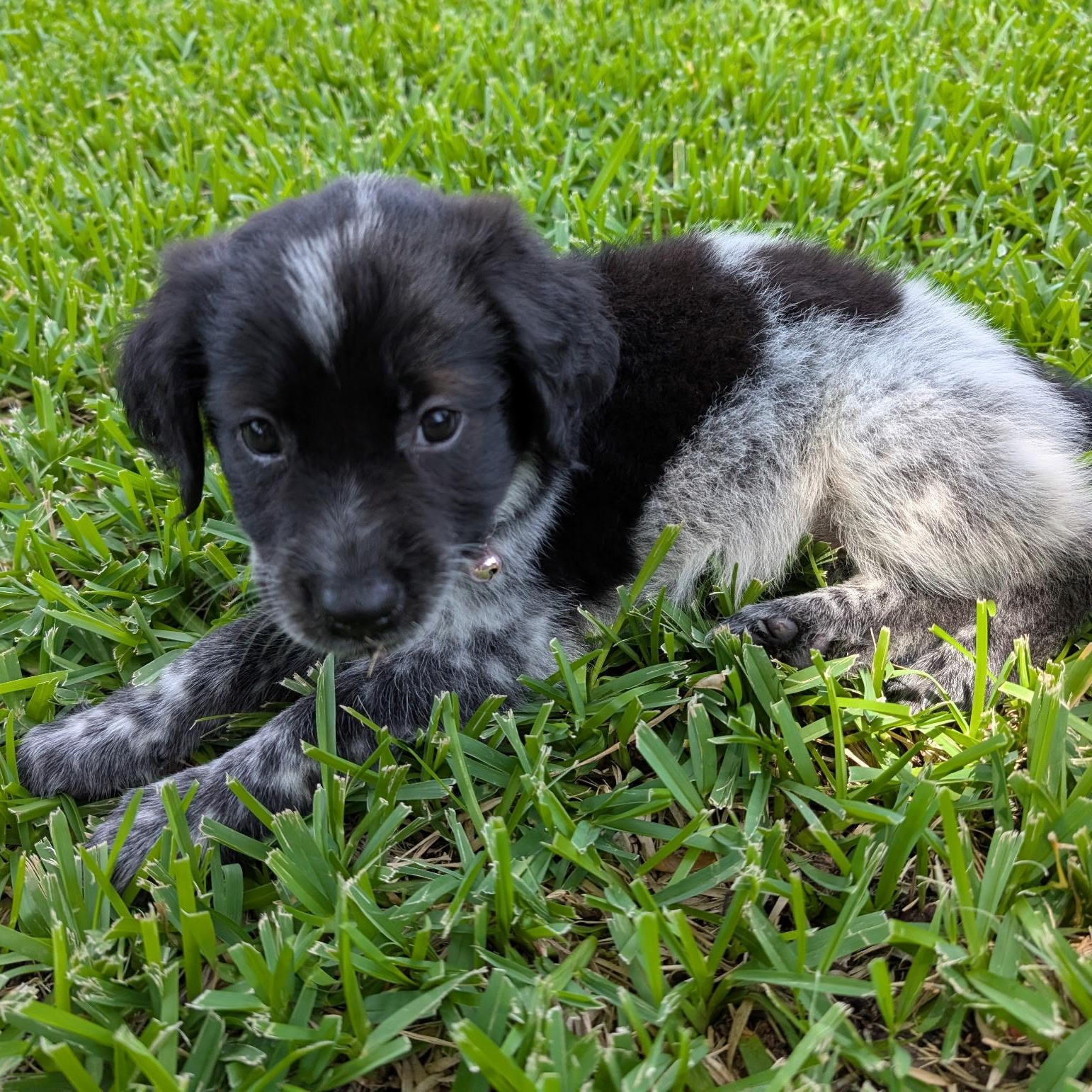 Enlarge Nyx, an adopted mixed breed in Dallas, TX image 6/6