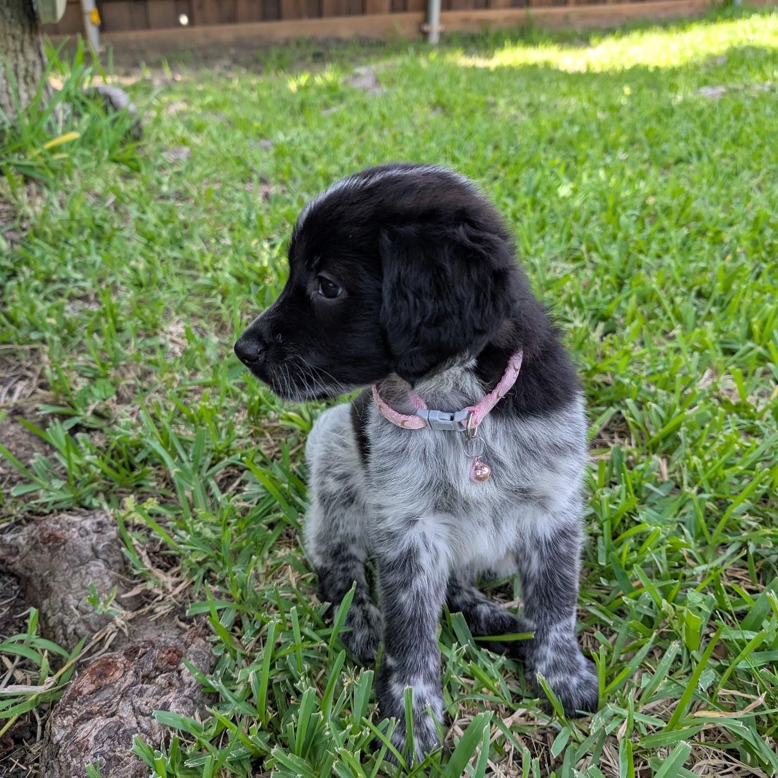 Enlarge Nyx, an adopted mixed breed in Dallas, TX image 5/6