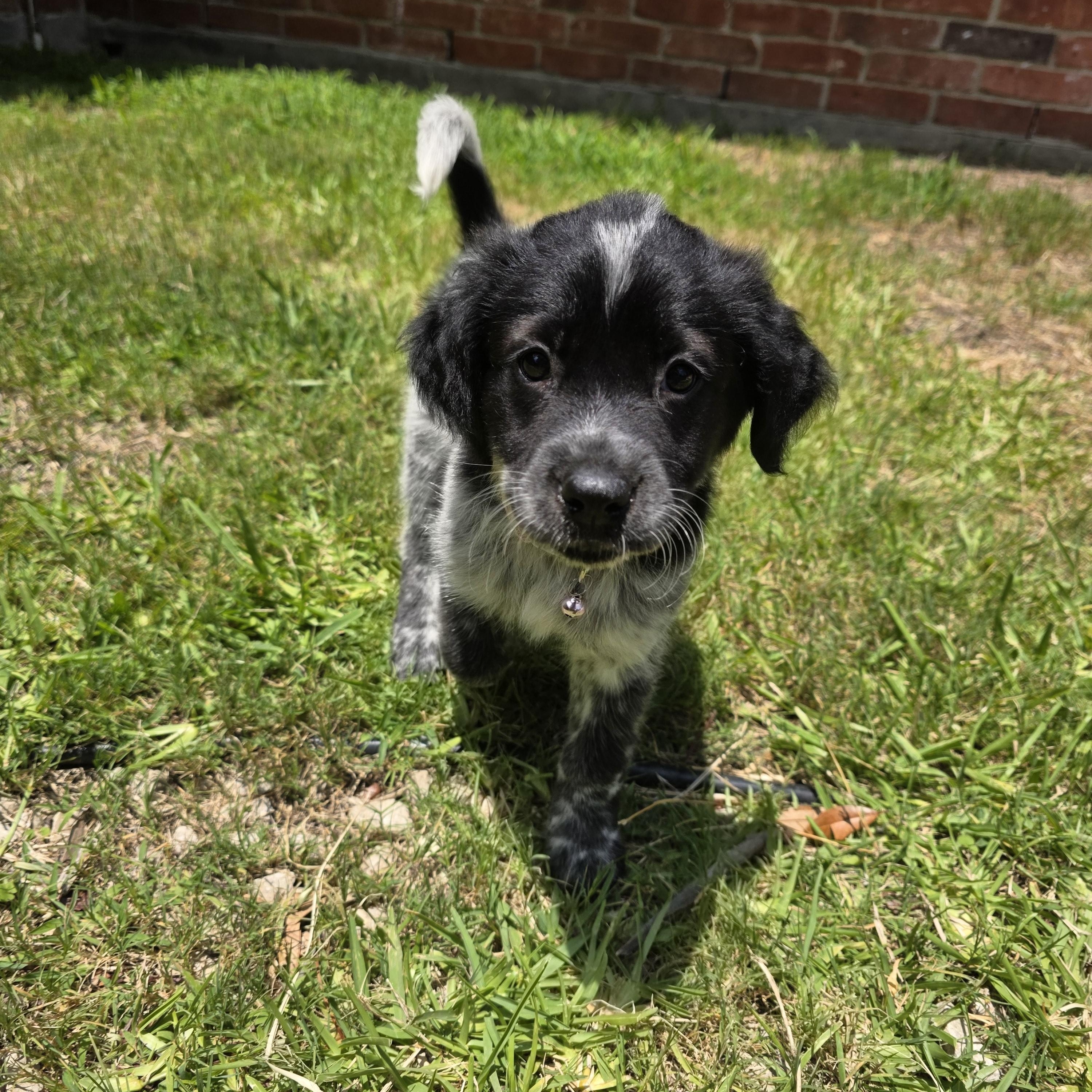 Enlarge Nyx, an adopted mixed breed in Dallas, TX image 1/6