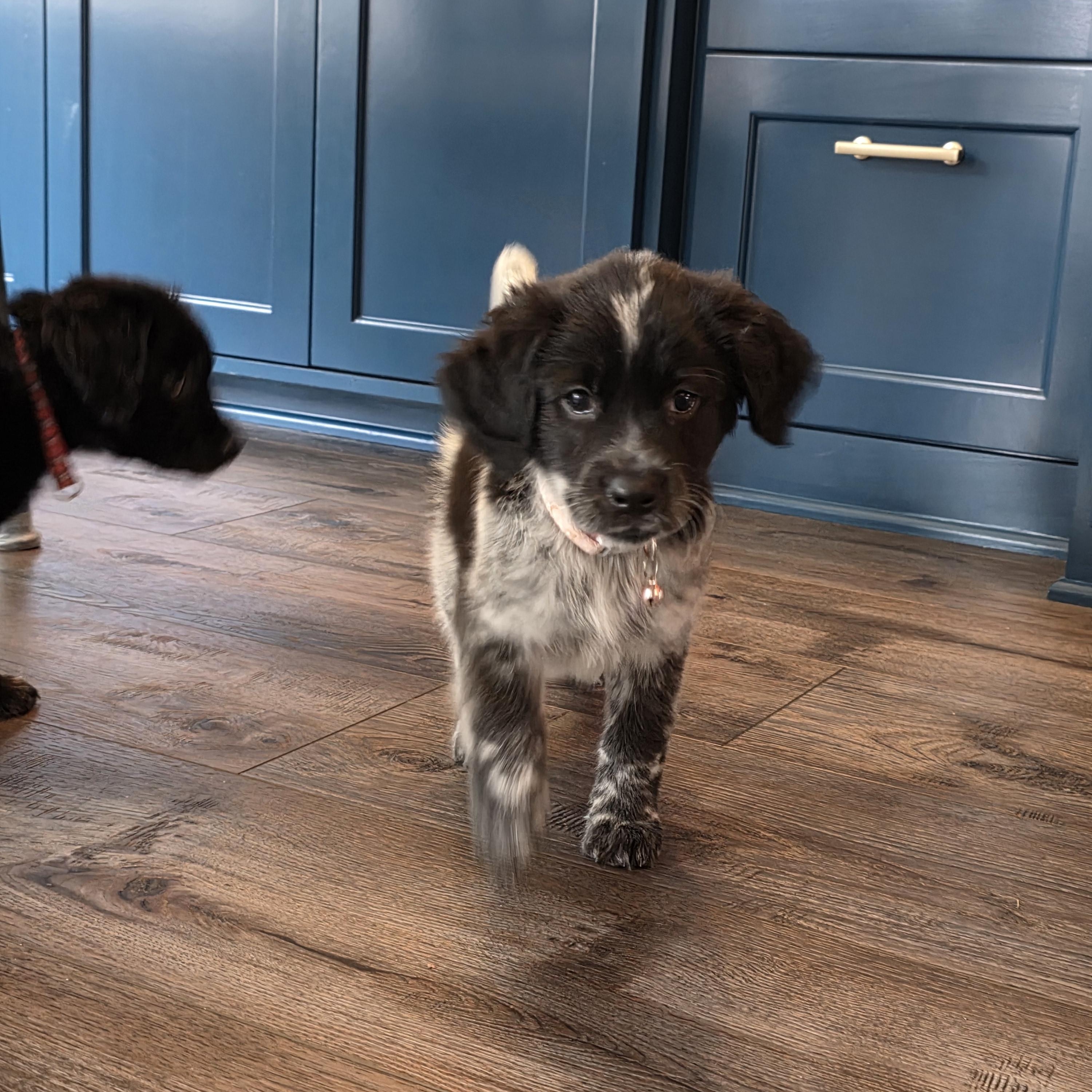 Enlarge Nyx, an adopted mixed breed in Dallas, TX image 2/6