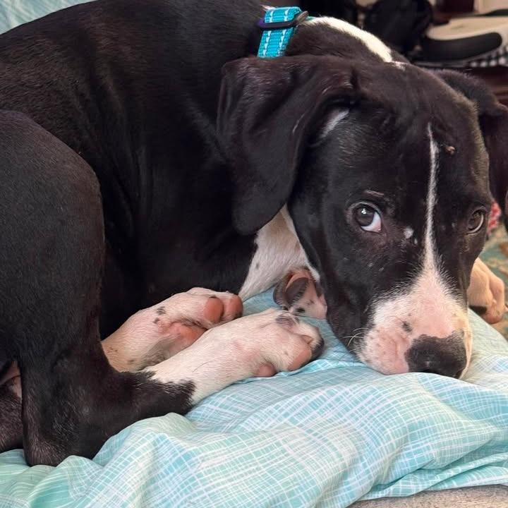 Enlarge Meatball, a Adoptable Mixed Breed in Myrtle Beach, SC image 1/1