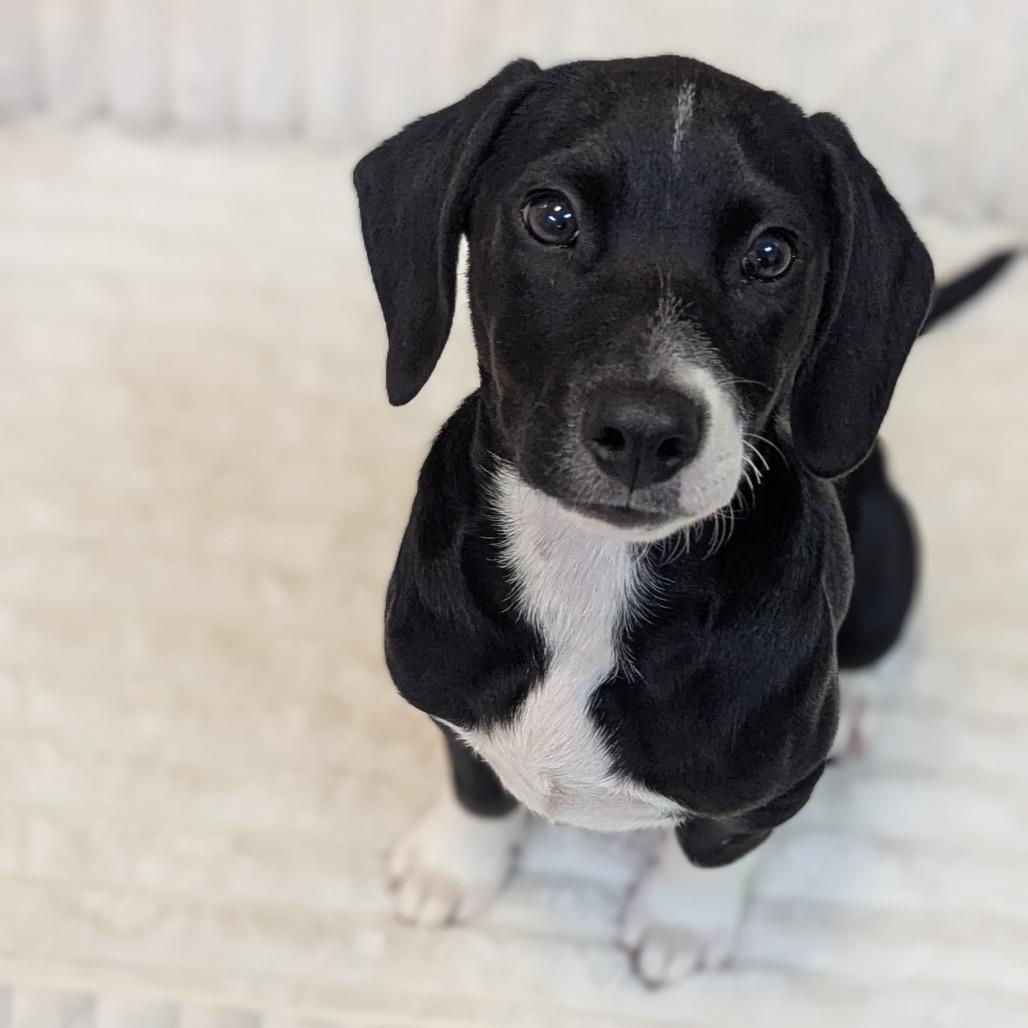Snoop, Adoptable, Young Male Beagle.
