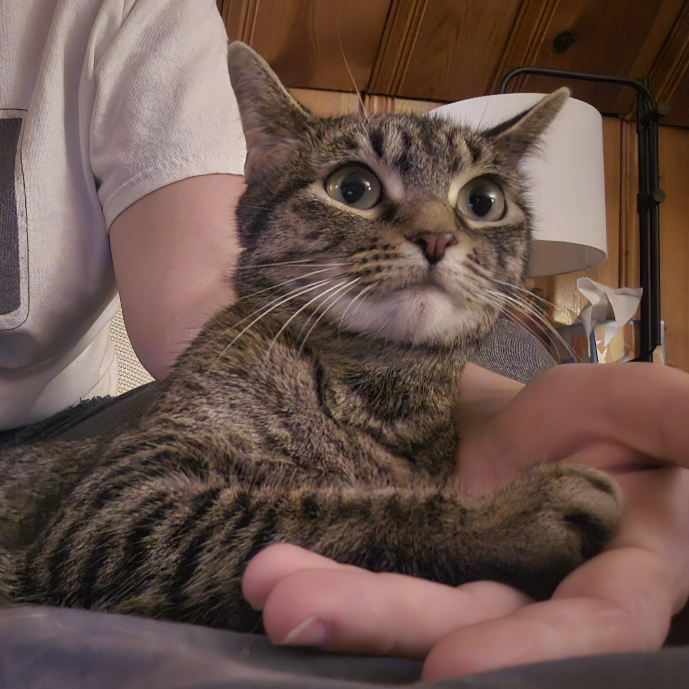 Minette