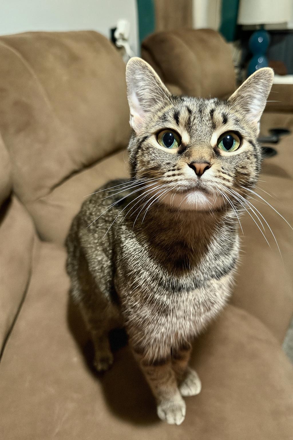 Minette