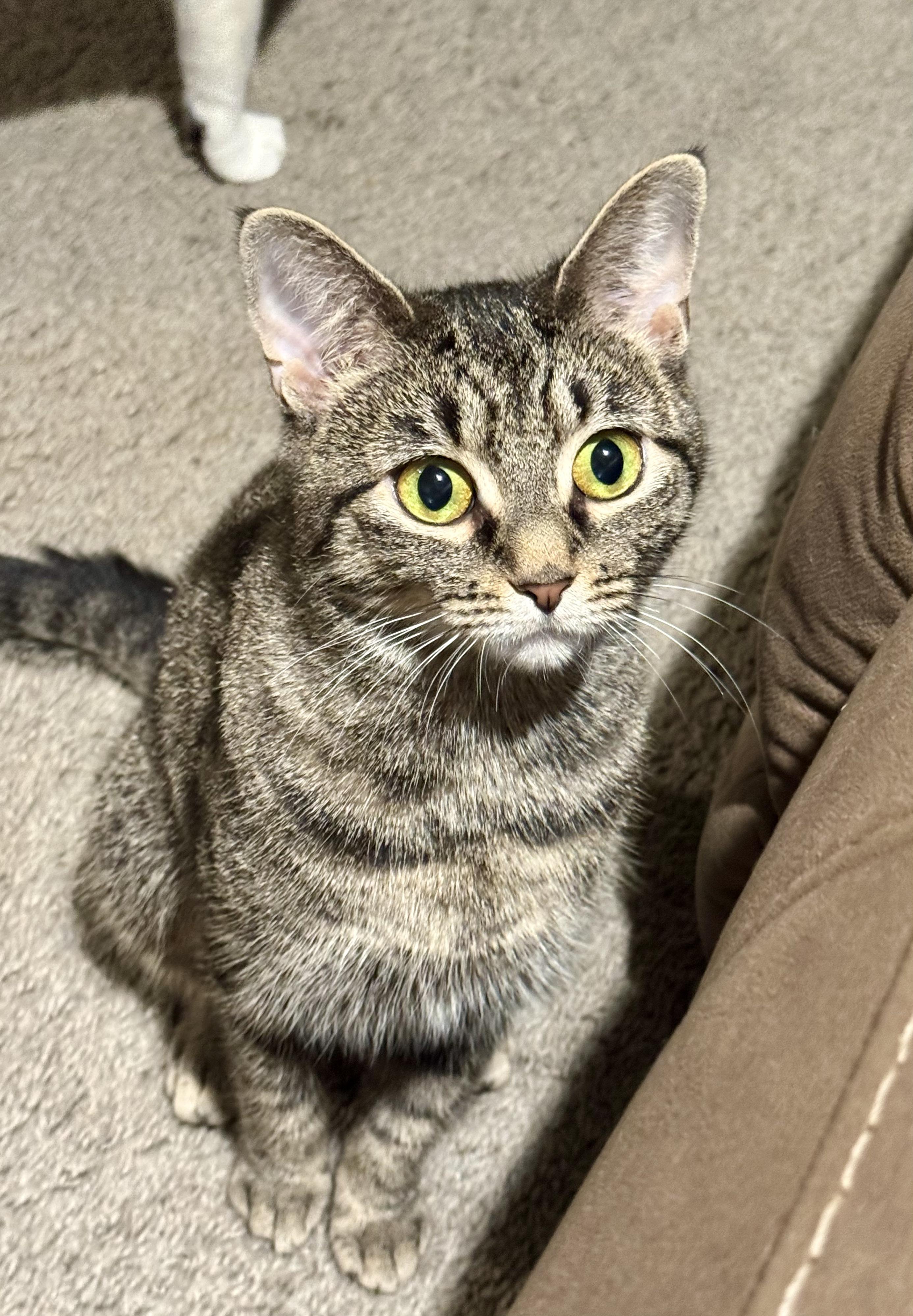 Minette